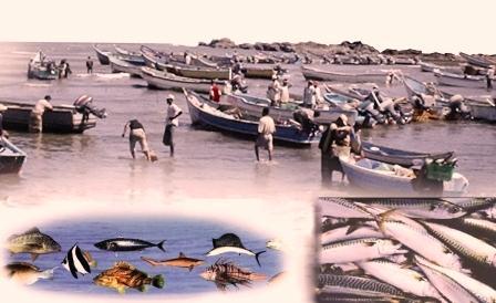 شهد القطاع السمكي تطوراً في تنميته واستثماره بجهود مشتركة من قبل الدولة والقطاعين التعاوني والخاص